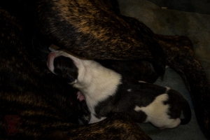 Puppy #2 at 4 hours old