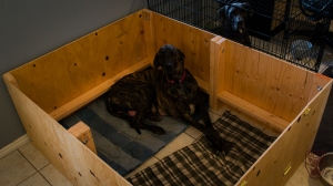 Heidi chilling in her new whelping box